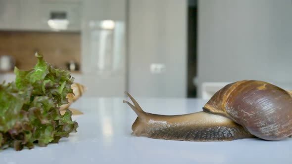 One Big Achatina Snail is Eating the Slice of the Cucumber and Green Lettuce or Salad on White Table