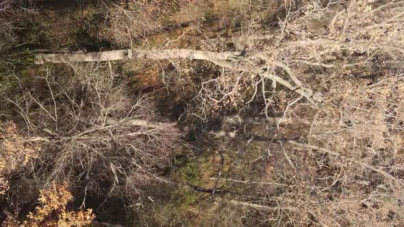 Vertical Video Autumn Forest with Trees in Ukraine Slow Motion