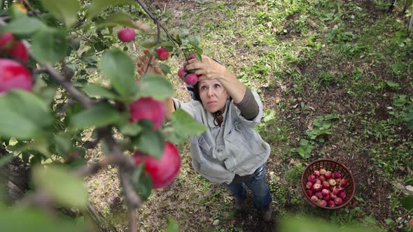 Apple Harvesting. 