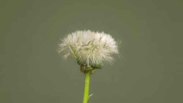 blooming dandelion timelapse closeup on green background