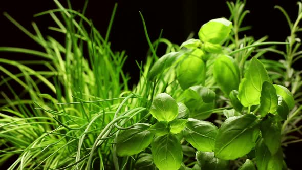 Fresh Aromatic Herbs