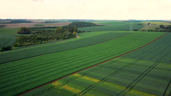 Experimental Soyfield Drone Pan