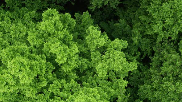 Many Beautiful Green Forest