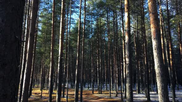 The First Snow in a Pine Forest in Russia