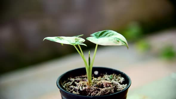 Closeup to little fresh Alocasia macrorrhizos