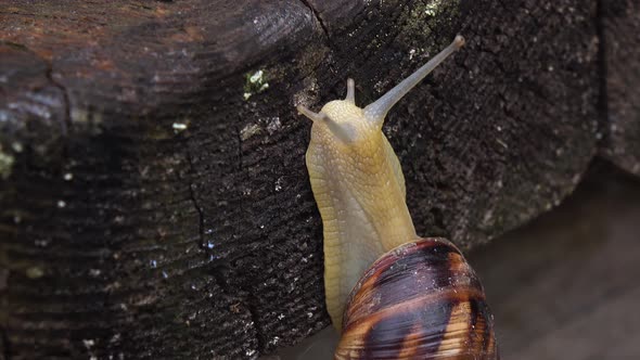 Snail Crawling Up a Wooden Board. Close Up