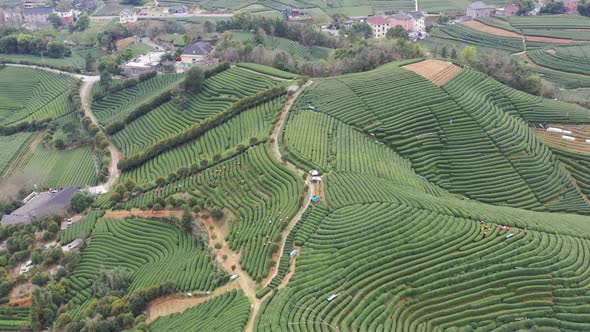 Tea plantation in mountain