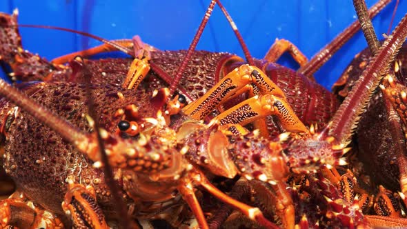 southern rock lobster extreme close up