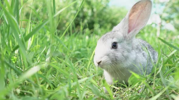 Cute Fluffy Light Gray Easter Bunny Sits on a Green Meadow in Sunny Weather Closeup