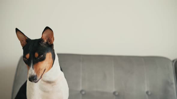 A Cute Funny Basenji Dog Sitting on a Grey Sofa and Gnawing Food