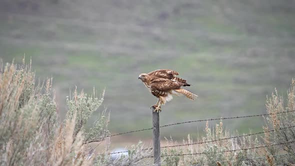 Red-tailed hawk on fence post in Wyoming