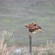 Red-tailed hawk on fence post in Wyoming - VideoHive Item for Sale