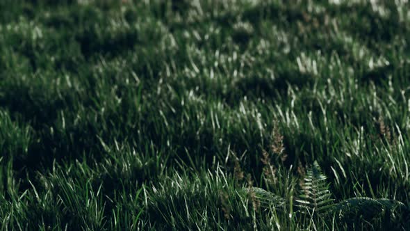 Soft Defocused Spring Background with a Lush Green Grass