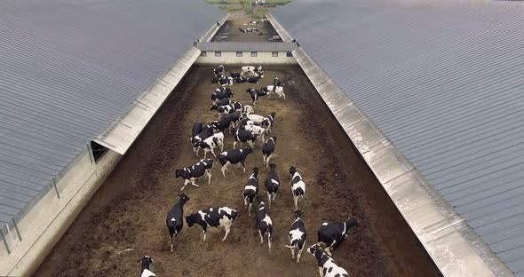  Aerial Shots of Black and White Cows Run Into the Paddock