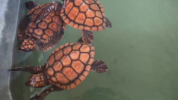 KOSGODA, SRI LANKA - MARCH 2014: The view of baby turtles swimming in a pool. Kosgoda Lagoon is perf