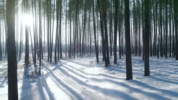 Winter Forest