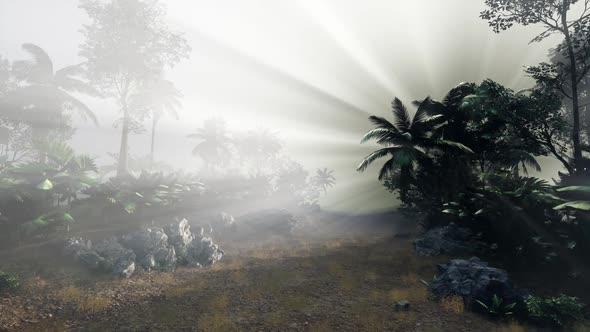 Sunset Beams Through Palm Trees