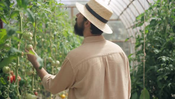 Live Camera Follows Bearded Caucasian Man in Straw Hat Walking in Greenhouse Checking Planted