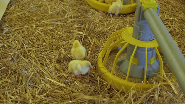 View of Cute Baby Chicken Routine Life on Poultry Farm