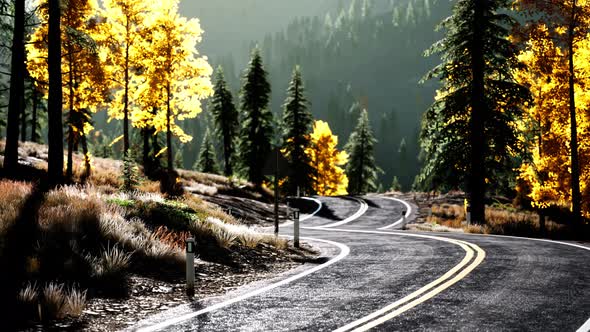 Forest Road Under Sunset Sunbeams