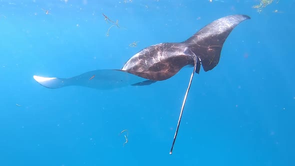 Stingray Swims Under Blue Water Between Divers