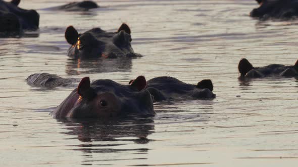 A herd of hippos submerged in water during sunset - close up