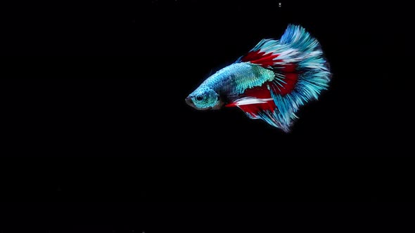 Blue and red color Siamese fighting fish