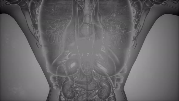 Anatomy Tomography Scan of Human Body alt