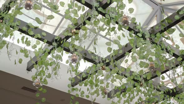 Suspended Botanical Garden in the Interior for Decoration and for Growing Plants