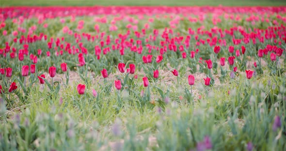 Blooming Tulips on Agriculture Field