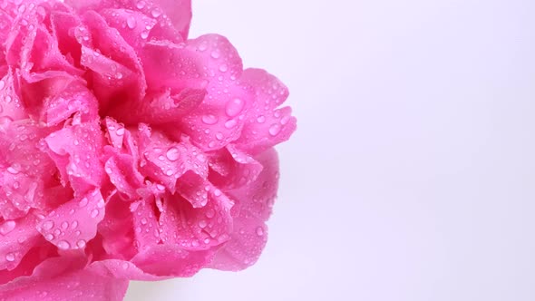 Rotating Pink Peony Petals Closeup Background of Pink Flower Petals with Place for Insertcopy Space