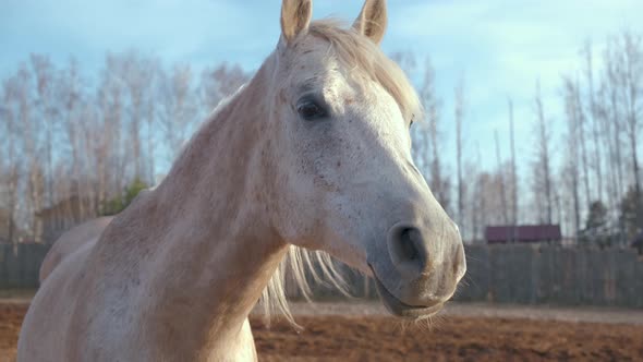 Portrait of a white mare in a spring plowed field