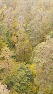 Vertical Video Autumn Forest with Trees By Day Slow Motion