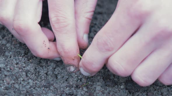 Planting young carrot seedling into fine soil