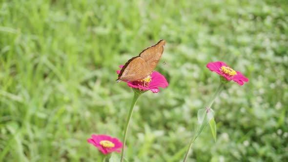 Close up brown beautiful butterfly on a pink rose