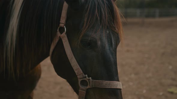 Young Woman Rides a Horse Close Up Shot