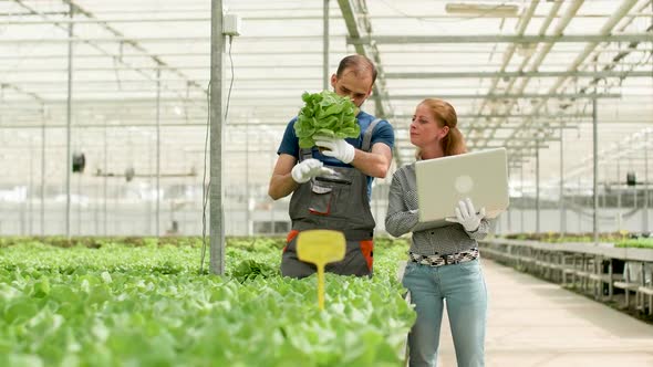 Agronomy Engineer Using Laptop To Type Data in a Greenhouse