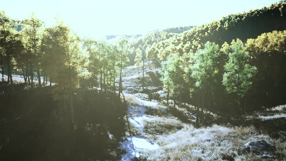 Summer Landscape in the Mountains alt