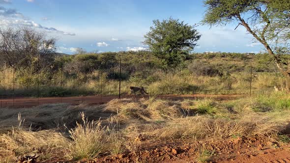 Two wild cheetahs spotted walking inside a South African savannah reserve at day time