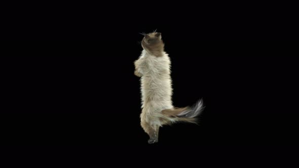 Cat Dancing 4K