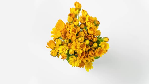 Timelapse of Calendula Flowers Blooming on White Background.