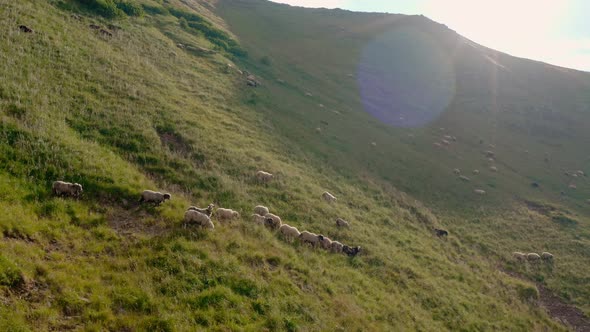 Aerial Drone View. Free Range Flock of Sheep on a Mountain Pasture, Svydovets Dragobrat