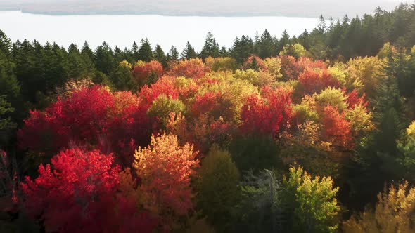 Scenic Yellow Red Orange Autumn Leaves in Maine Bright Fall Foliage Background