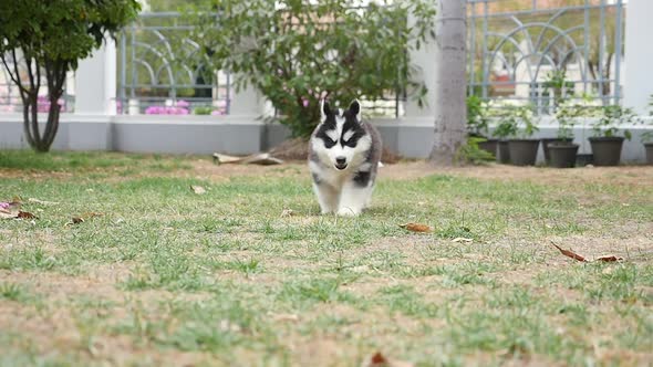 Cute Puppy Dog Siberian Husky Two Months Running