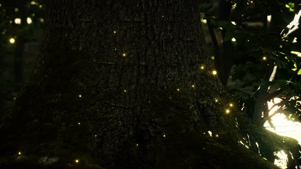 Fantasy Firefly Lights in the Magical Forest