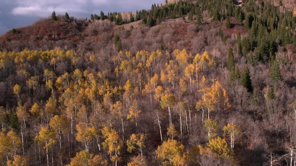 Aerial view of a colorful forest during the fall.