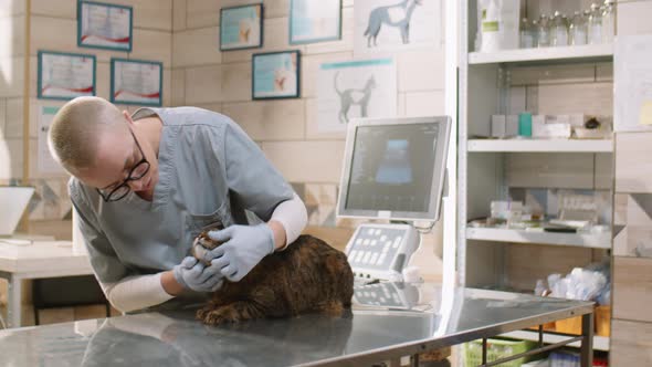 Vet Checking Ears and Teeth of Cat in Clinic