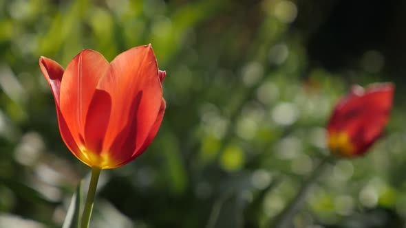 Pair of Didier tulip lily plant bulbs  close-up slow motion  1920X1080 HD footage - Cultivated red T