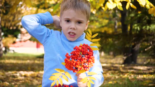 A Child in the Autumn Park Plays and Laughs Merrily He Plays with Yellow Leaves and Rowan Berries