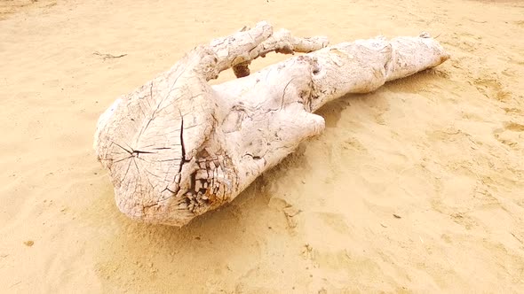 Old and Dried Trunk on the Beach